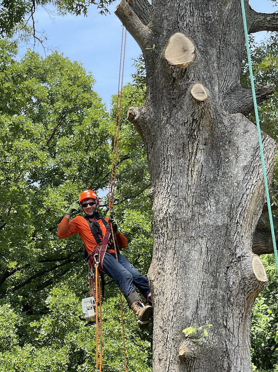 Man climbing tall tree