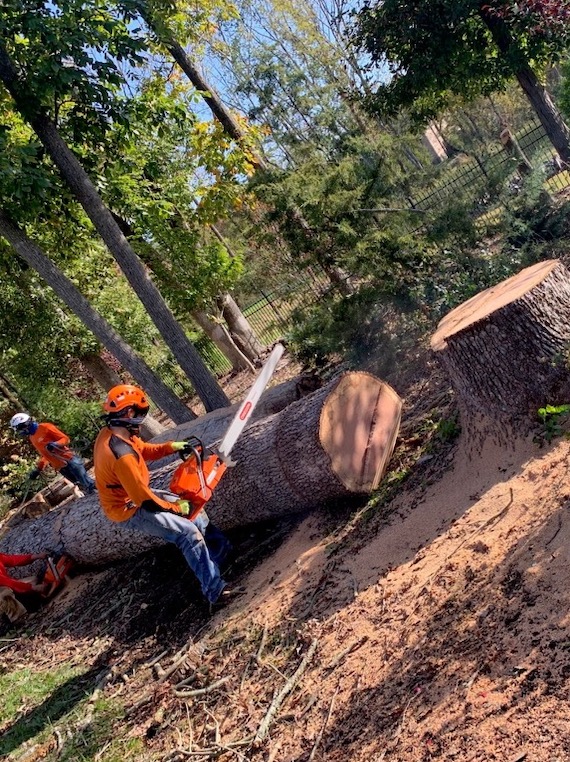 Men sawing logs