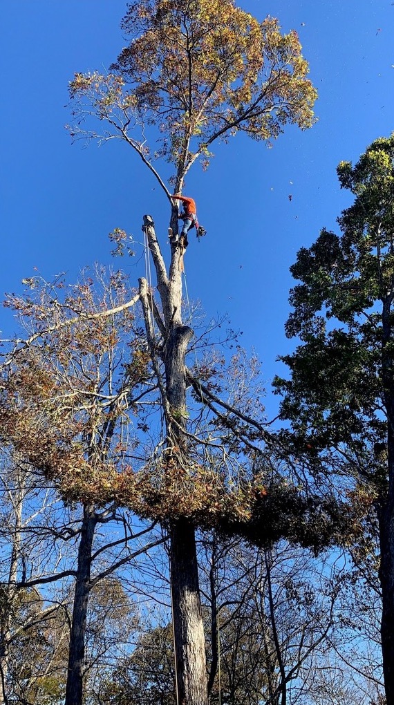 Man trimming tall tree