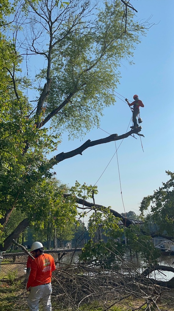 Tree cutters climb high into tall trees to trim branches