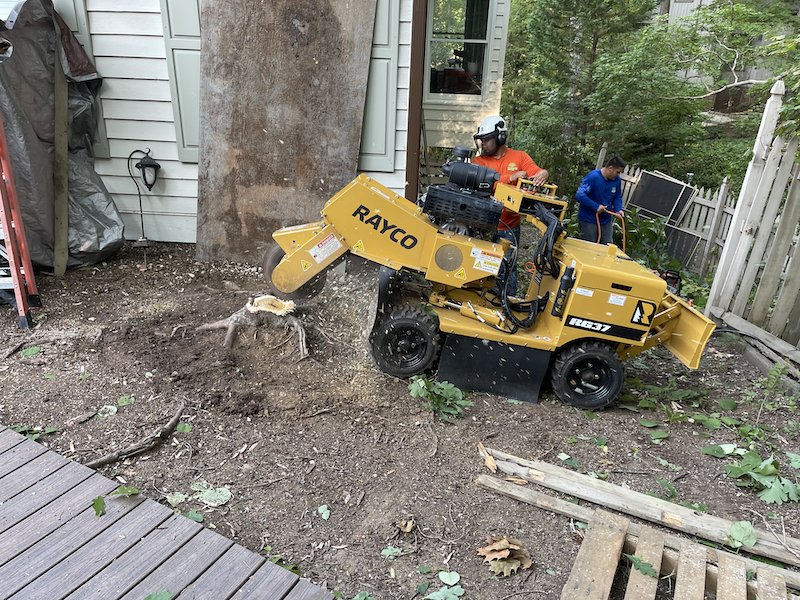 Stump grinders removing as much of a tree as possible