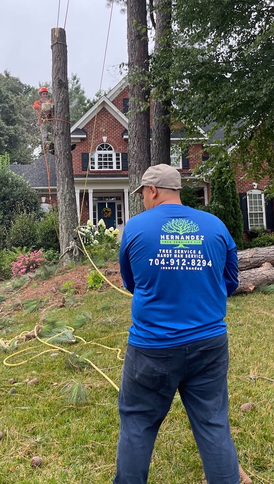 fully insured tree expert practices safety in cutting trees