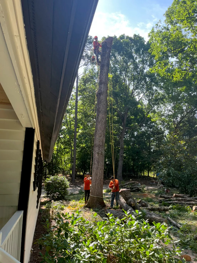 Experts cut limbs off tall tree